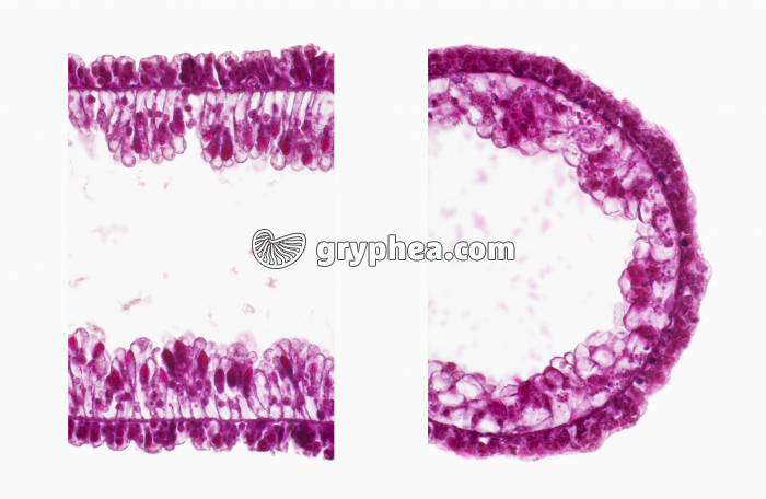 Hydre x100 - gryphea.com